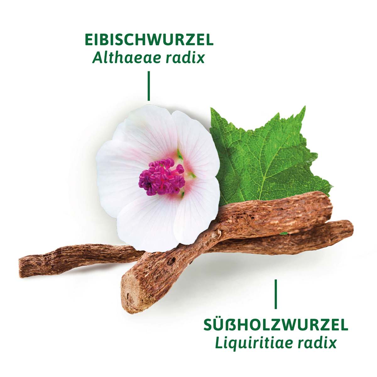 Bad Heilbrunner Arzneitee, infusion calmant la toux (12 sachets), 21 g