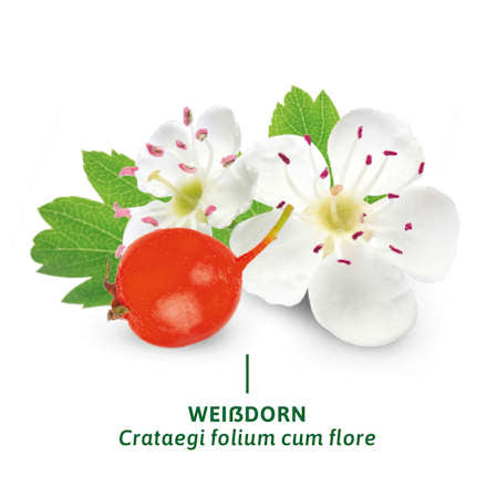 Arzneitee, Weißdorn Tee (12 Beutel), 24 g