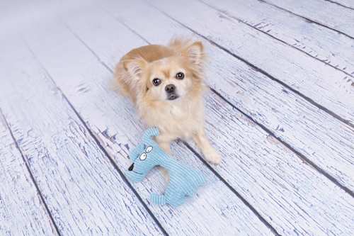 Hundespielzeug Pepples Stoffhund, hellblauer Kord, 1 St Flamingo