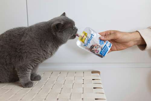 Voedingssupplement voor katten, yoghurt, 150 g