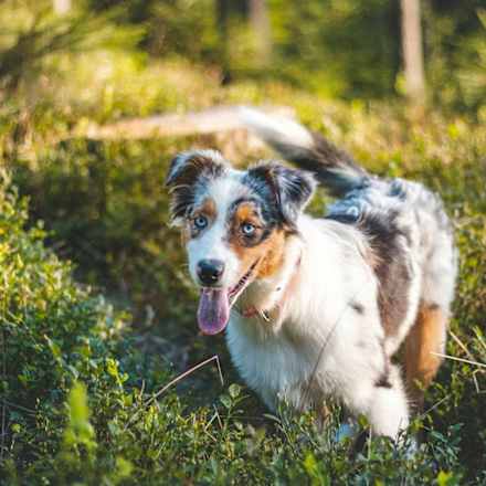 Lotion für Hunde Anti Zecken, Flöhe & Milbenschutz, 100 ml Greendoor