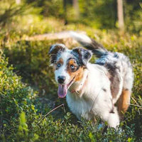 Lotion für Hunde Anti Zecken, Flöhe & Milbenschutz, 100 ml Greendoor