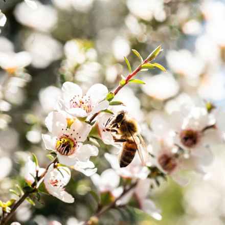 Manuka Honig MGO 400+, 250 g
