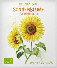 Saaten, Sonnenblume (grossblumig), 1 St