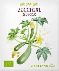 Saaten, Zucchini (Zuboda), 1 St