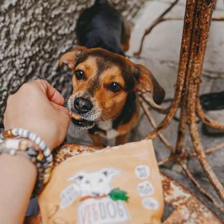 Hondensnacks met tuinbonen, duindoorn en kurkuma, Veggies immune, 125 g