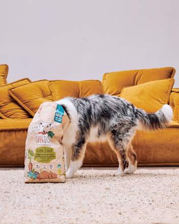 Trockenfutter Hund mit Süßkartoffeln & Linsen, green crunch, Adult, 10 kg VEGDOG